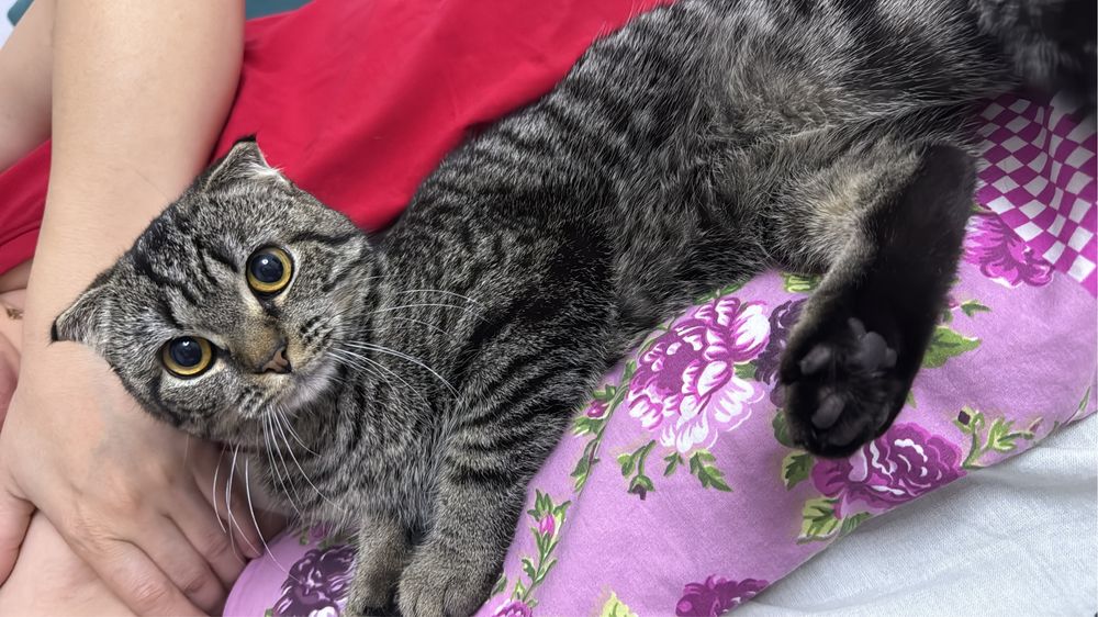 Шотланская вислауха (девочка) бесплатно