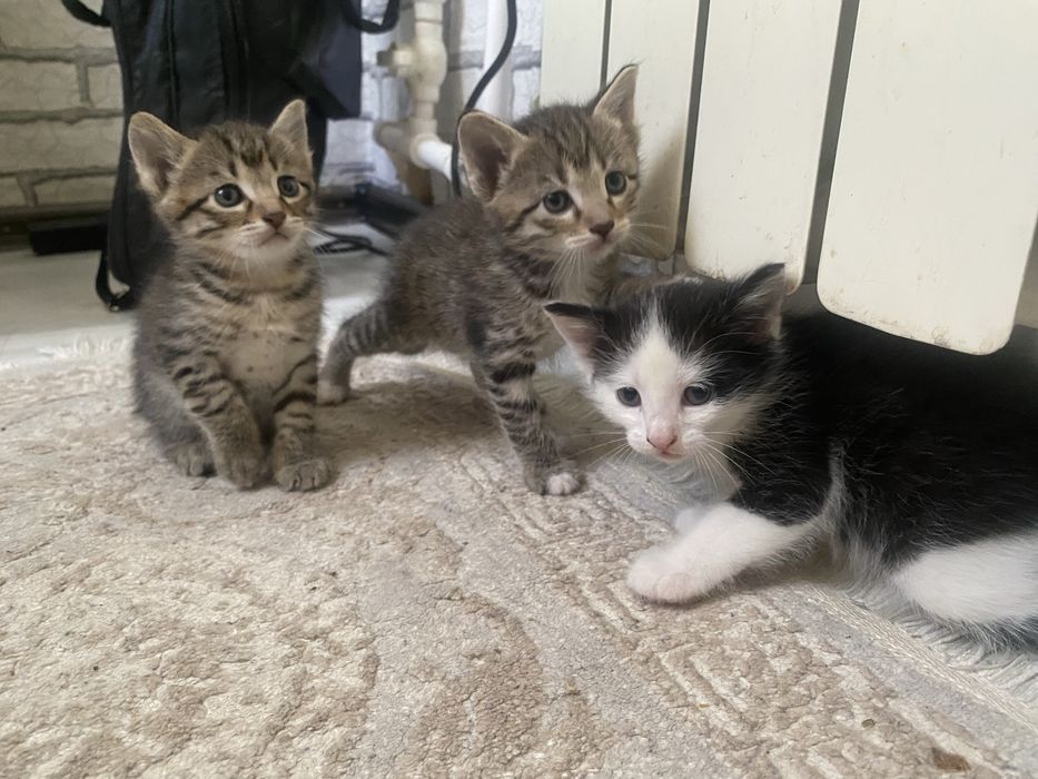 Отдам в добрые руки котят
