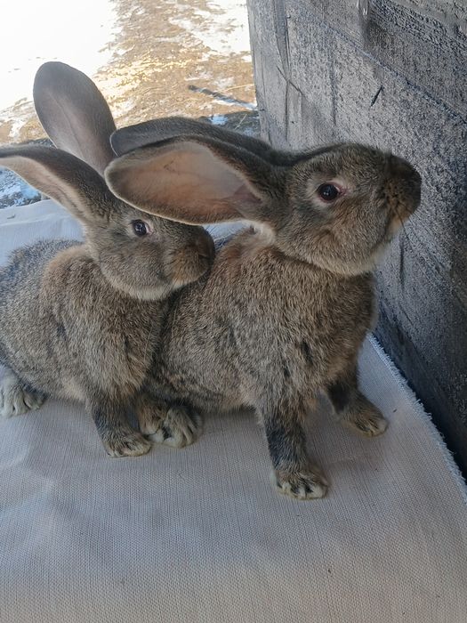 Iepuri urias german si berbec german