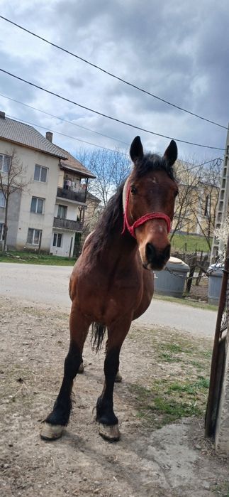 Vand cal cu acte in regula