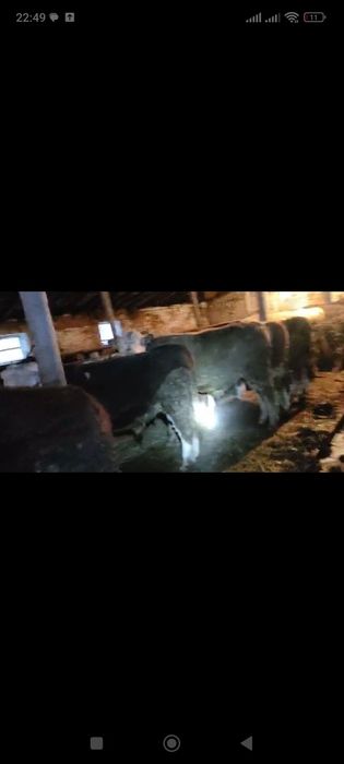 Бычок ,откорм сатылады