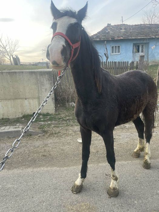 De vnzare  mnză de un  an jumate