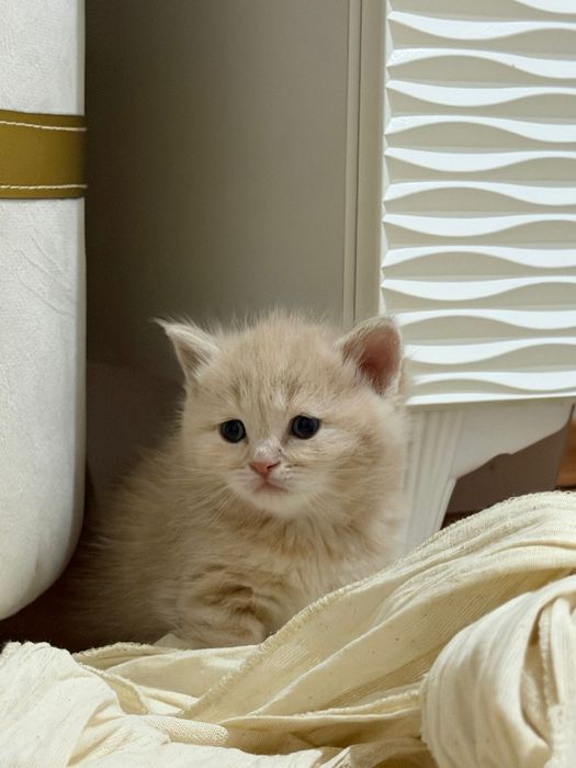 Продается британские котята