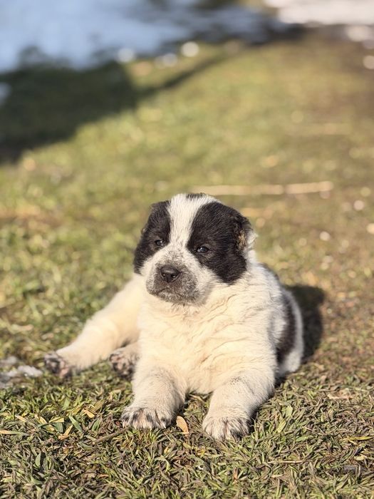 Алабай тобет кушык