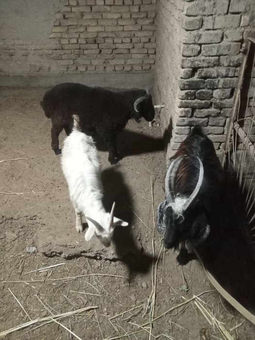 Echkila sotiladi. Ikkalasiyam takkacha