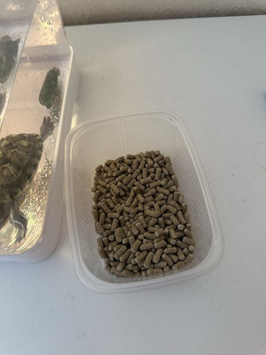 Красноухие черепашки