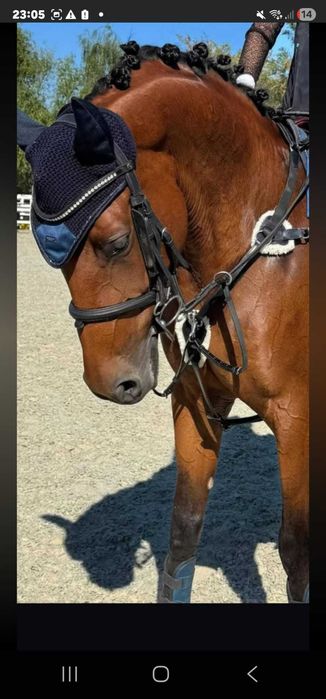 De vânzare iapă CSR (Cal de Sport Românesc) – 8 ani, excelentă pentru sărituri!