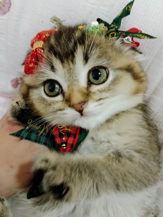 Девочка Скоттиш Фолд