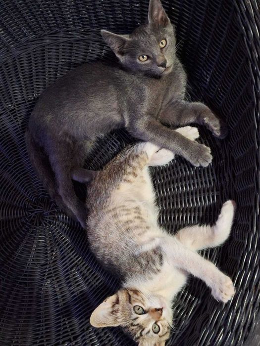 Adoptie: pisoi motanei de 3.5 luni, foarte iubitori, obisnuiti la litiera