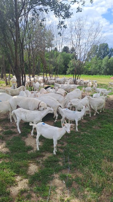 Vand capre si iedute saanen