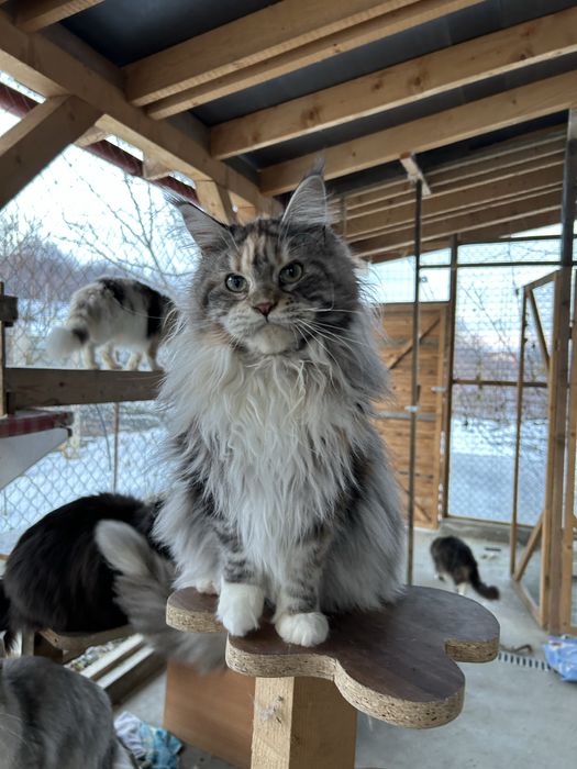 Puiut maine coon felisa autorizata