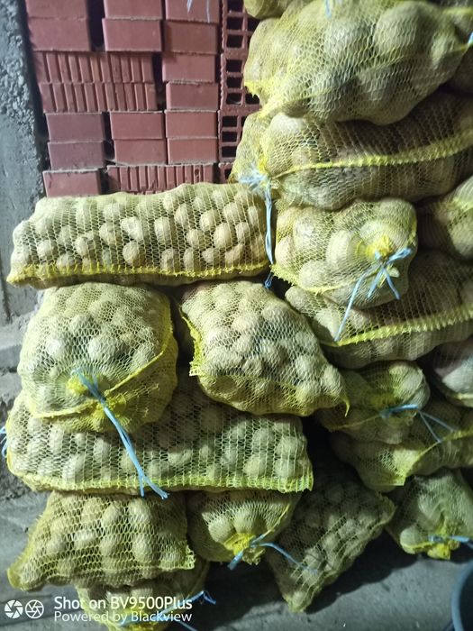 Семе Сорая клас Б