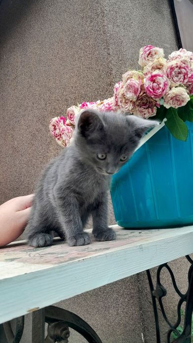 Котёнок мальчик 1месяц