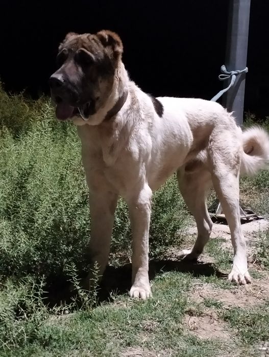 Осы ит жогалды суйиншиси бар