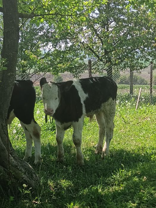 3 Taurasi !!!!i 4  vițele bălțate de pus la vaca
