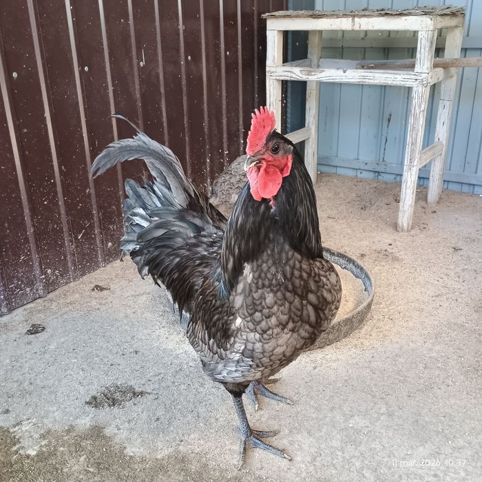 Vând cocoș Australorp