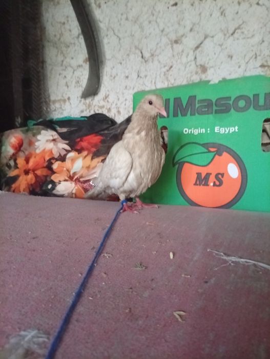 Красивые голубь есть