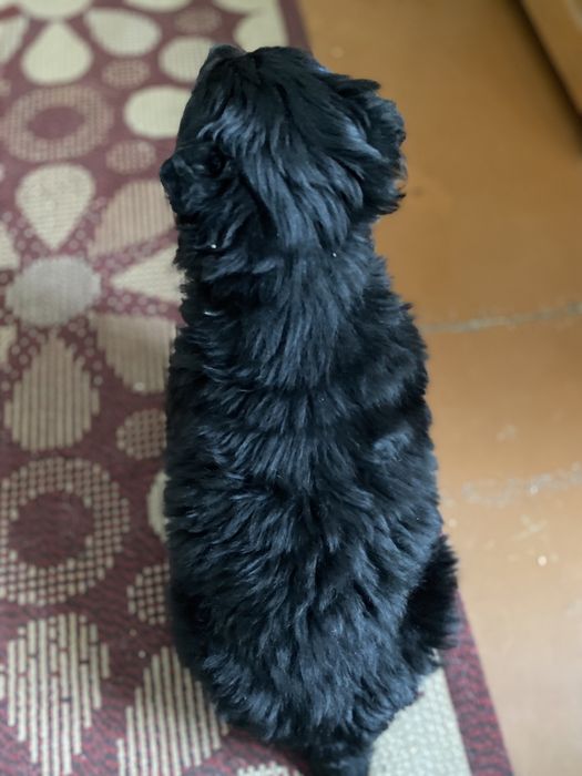 Отдам в добрые руки малышку