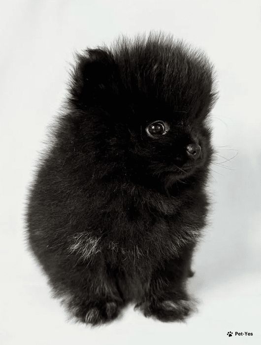 Продам щенков шпица, миники