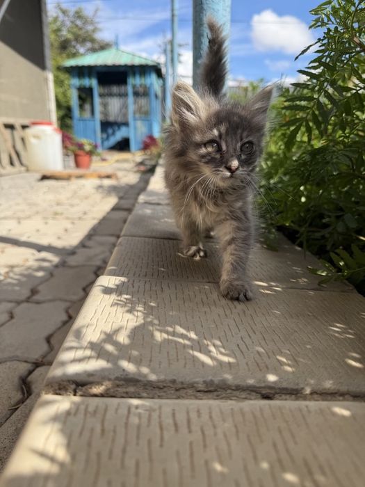 Отдам котенка(бесплатно)