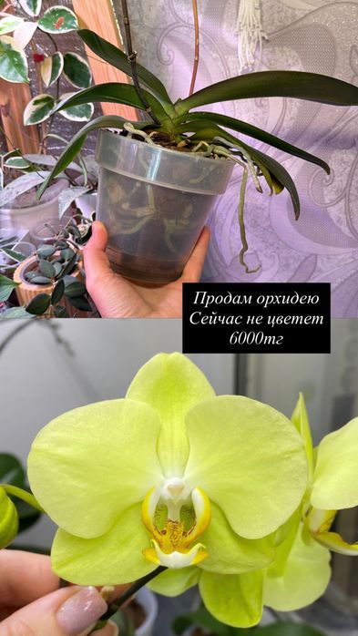 Продам орхидеи не цветущие