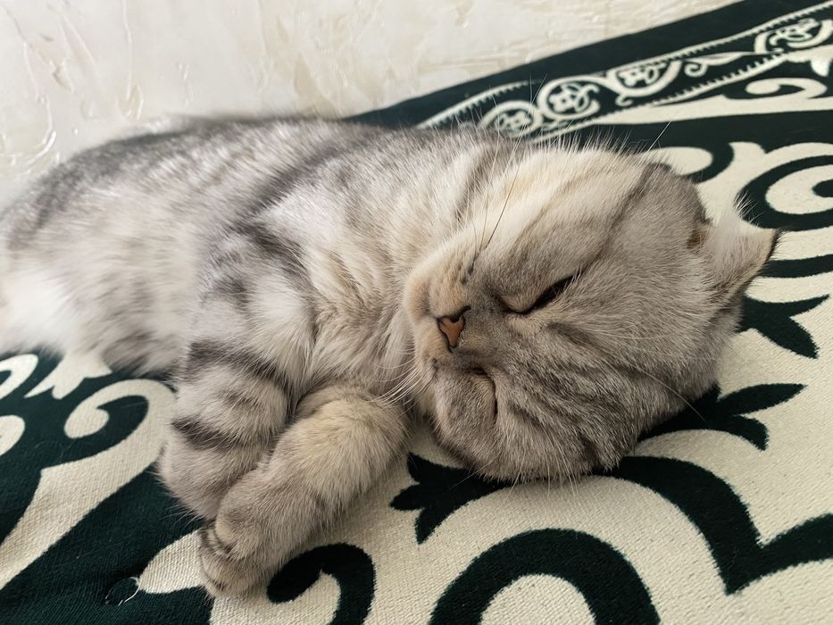 Отдам кошку даром