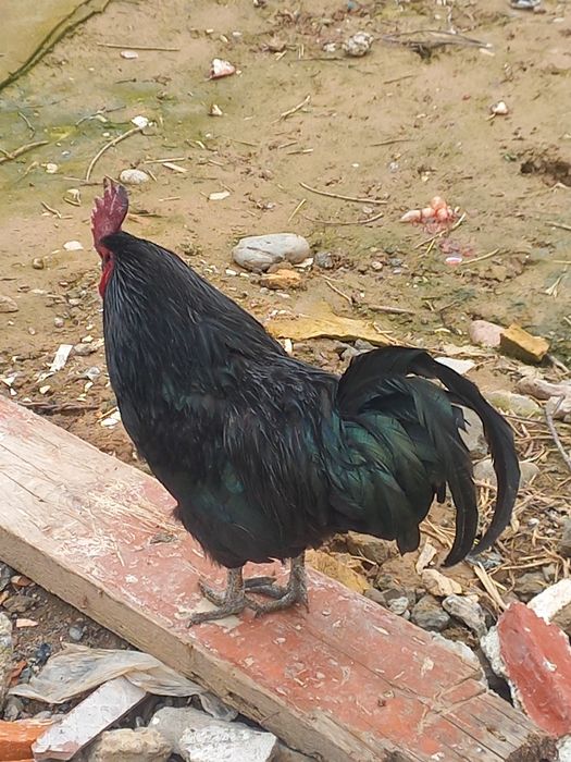 Хурозлар сотилади.