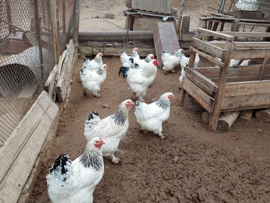 Продаются яйцо светлый брамы