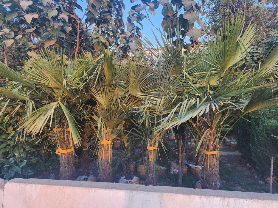 Xar xil turdagi kuchatlar bor boshlangʻich narx 70 mingdan