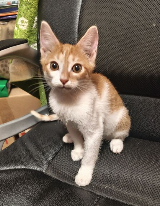 Котёнок мальчик 3 месяца с доставкой