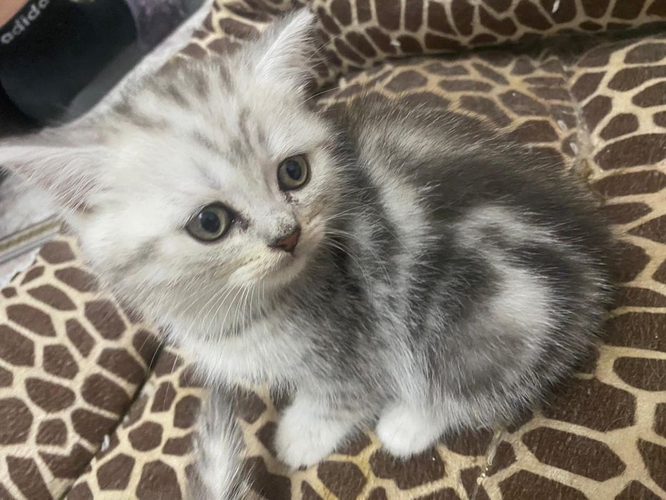 British shorthair