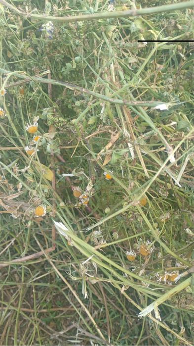 Baloti rotunzi de lucernă – prima coasă – diametru 120 cm