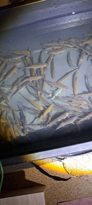 Живец чебак бодрый