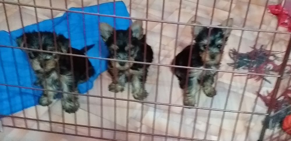 Продаю мини щенков йоркширского терьера