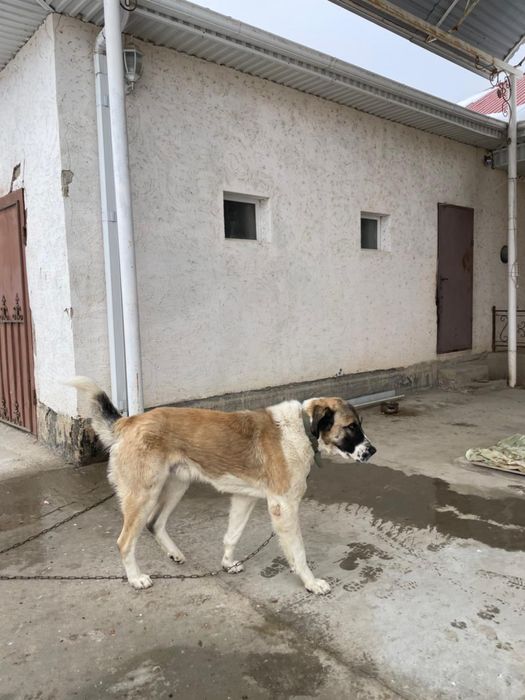 Собака, Төбет ит сатылады