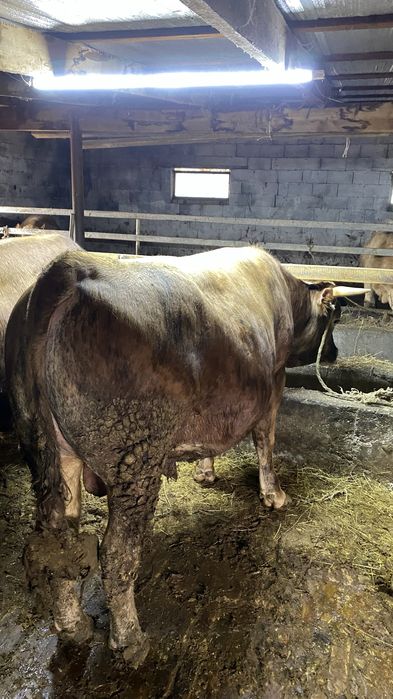 Бычок с откорм 5ай готовые