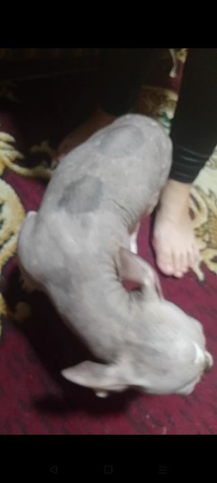 Продам собачку Лысая породу точно не знаю