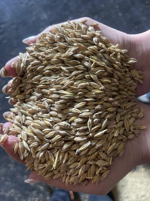 Пшеница.Платный чат!Все корма.