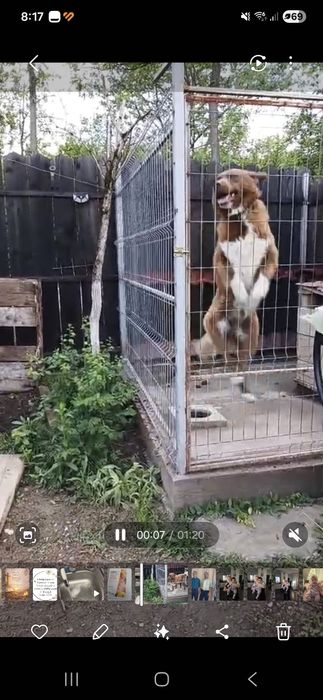 Donez câine in Târgu Jiu