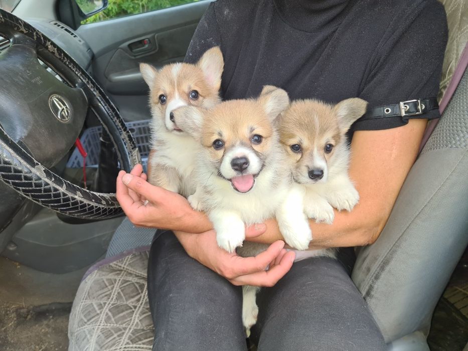 Продам щенков вельш корги пемброк.