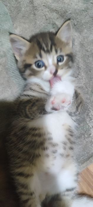 Котята игривые, домашние. Кошка охотница.
