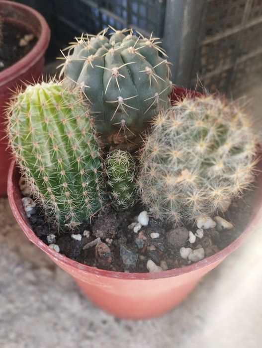 Кактусы и сукулнты