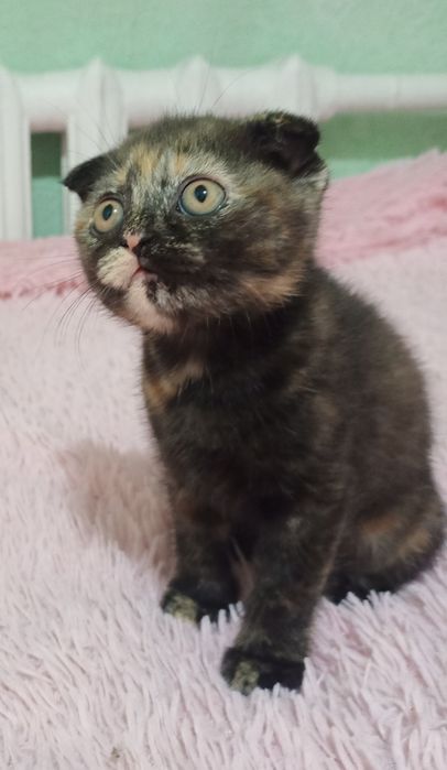 Продам милых котят