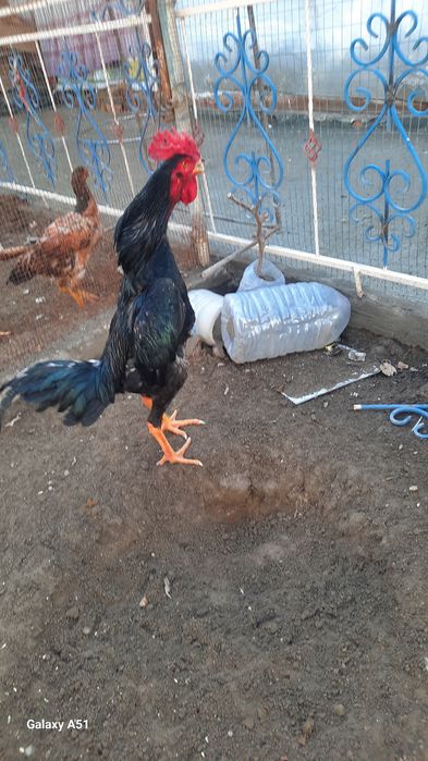 Тоза зот шалпанг сотилади апрельский