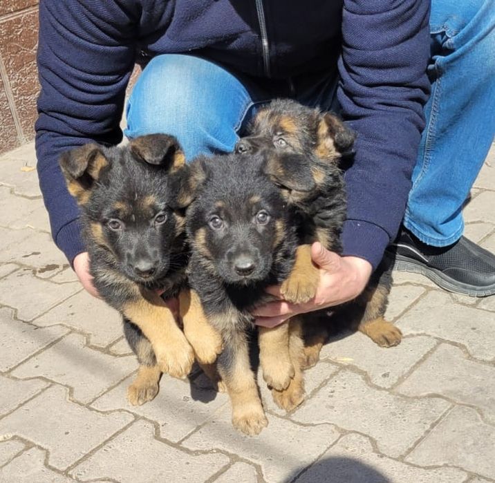 Щенки овчарки 2 месяца