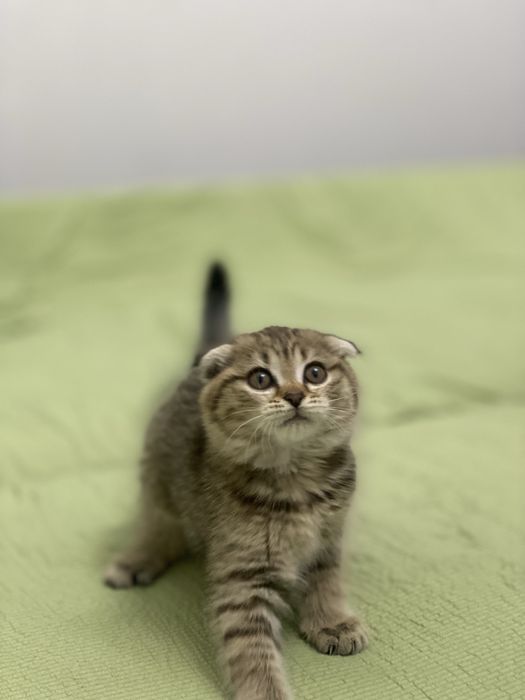 Продам котенка  Scottish Fold , девочка