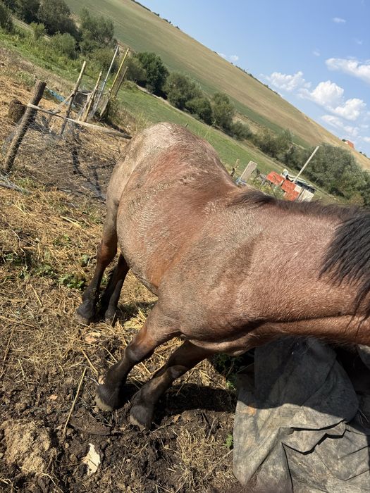Vand manza de 1 an foarte cuminte