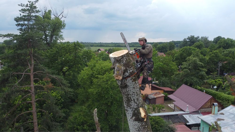 Toaletaje arbori ,livezi si defrisare terenuri impadurite
