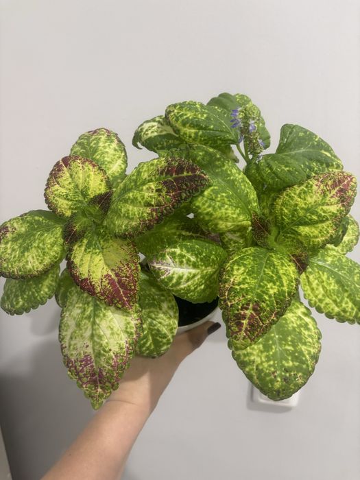 Комнатные цветы  разные.