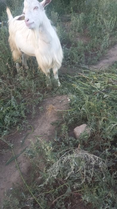 Зааненская теке сатамын